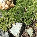 Saxifraga bryoides Hàbitat