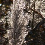 Phragmites australis 花