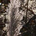 Phragmites australis Blüte