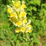 Linaria angustissima Blomst