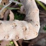 Banksia prionotes Schors