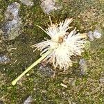 Anadenanthera colubrina പുഷ്പം