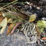 Elaphoglossum engelii Habitus