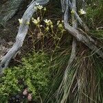 Saxifraga aspera Habit