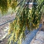 Calocedrus decurrens Leht