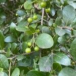 Vaccinium arboreumFruit