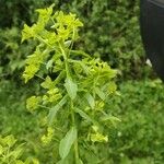 Euphorbia stricta Blüte