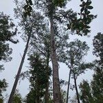 Pinus taeda Habit