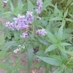 Vitex agnus-castus Blatt