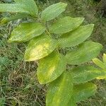 Polygonatum odoratum Folha