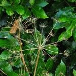 Heracleum lanatum Плід