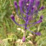 Muscari matritense Flower