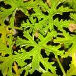 Pelargonium graveolens Feuille