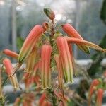 Aloe tomentosa Blüte