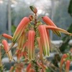 Aloe tomentosa Цвят