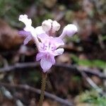 Disperis humblotii Flor