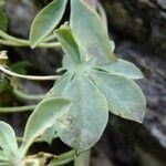 Tropaeolum polyphyllum 其他