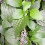 Salvia farinacea Leaf