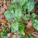 Pulmonaria affinisHabit