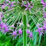 Allium nigrum പുഷ്പം