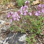 Thymus serpyllum Цветок