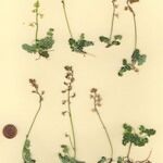 Thalictrum alpinum 整株植物