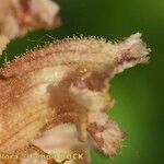 Orobanche alsatica 果実