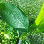 Curcuma longa Leaf