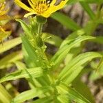 Arnica sachalinensis ᱵᱟᱦᱟ