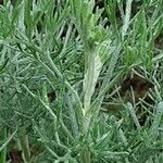 Artemisia alba Likasa