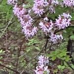 Rhododendron periclymenoides ᱵᱟᱦᱟ