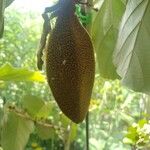 Pterospermum acerifolium Fruto