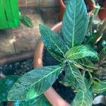 Sanchezia oblonga Leaf