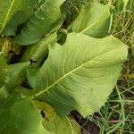 Silphium terebinthinaceum Leaf