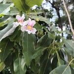 Tabebuia heterophylla Leaf