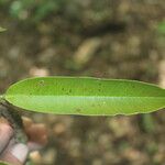 Manilkara zapota Blad