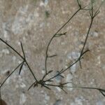 Asperula cynanchica 樹皮