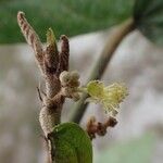 Mallotus subulatus Other