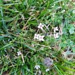 Houstonia pusilla Flower