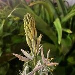 Camassia cusickii Flower