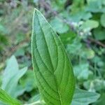 Trichodesma zeylanicum Leaf