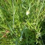 Anthemis ruthenica Feuille