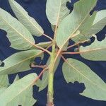 Persea caerulea Otro