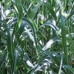 Phalaris arundinacea Feuille