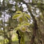 Vanilla planifolia फूल
