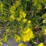 Euphorbia biumbellata Bloem