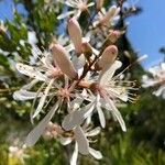 Bejaria racemosa Blüte
