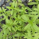 Stachys recta 整株植物