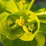 Euphorbia serrata ᱵᱟᱦᱟ