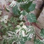 Ampelopsis glandulosa Habit
